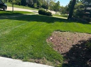 Jean S.'s lawn service service result