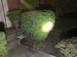 Ashley T.'s Bush Trimming service result