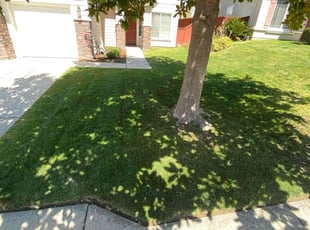 Jessica N.'s turf care service result
