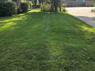 Latoya T.'s lawn care service result