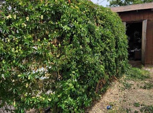 Valerie S.'s Bush Trimming service result