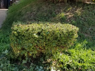 Rick D.'s Bush Trimming service result