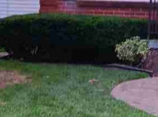 Mark B.'s Bush Trimming service result