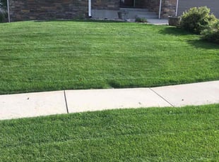 Bo H.'s turf care service result