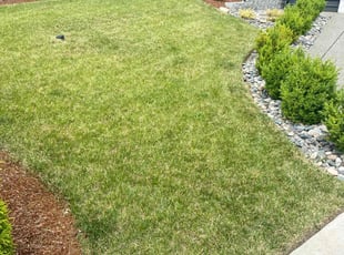 Parisa N.'s lawn service service result