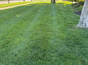 Deborah D.'s turf maintenance service result