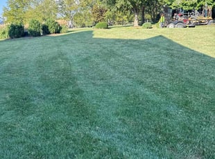 Claudia P.'s grass cutting service result