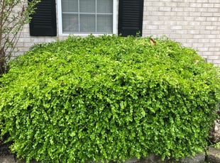 Zach L.'s Bush Trimming service result