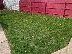 Karen B.'s turf care service result