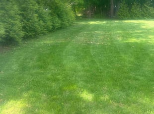 Hassan F.'s lawn maintenance service result