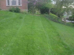 Patricia R.'s lawn care service result