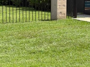 William C.'s lawn service service result