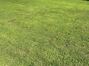 Michael D.'s lawn maintenance service result