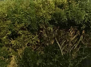 Andrea D.'s Bush Trimming service result