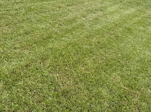 Jalen R.'s lawn service service result
