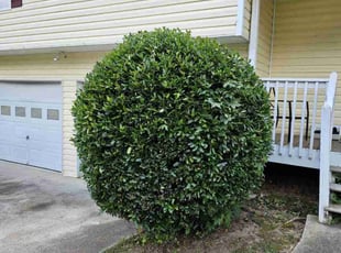 Rosemaria C.'s Bush Trimming service result