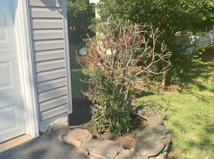 Dan M.'s Bush Trimming service result