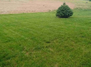 Estella A.'s grass cutting service result