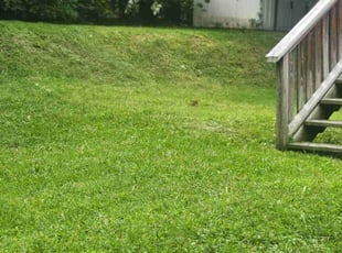 Wynter J.'s lawn maintenance service result