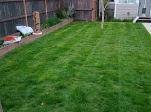 Sajili B.'s lawn maintenance service result