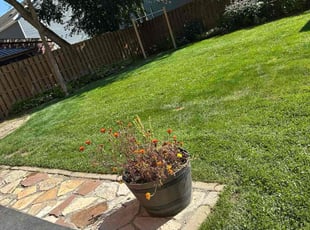 Sophia Z.'s lawn care service result