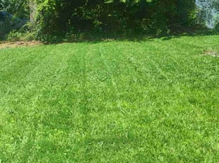 Kaitlin A.'s grass cutting service result