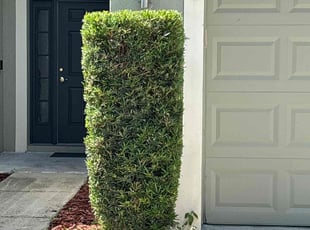 James P.'s Bush Trimming service result
