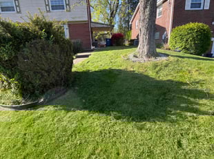 Sean O.'s lawn maintenance service result