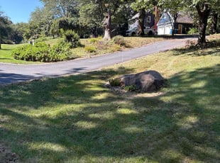 Daphne M.'s turf maintenance service result