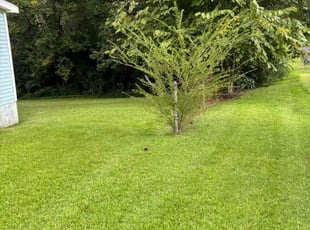 Jaurice S.'s turf maintenance service result