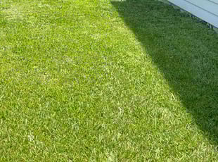 Molly A.'s turf maintenance service result