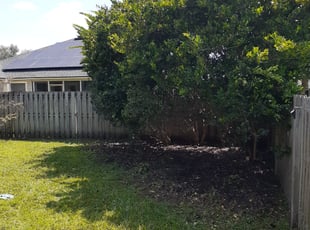 Noah M.'s Bush Trimming service result