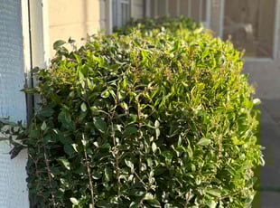 Cindy B.'s Bush Trimming service result
