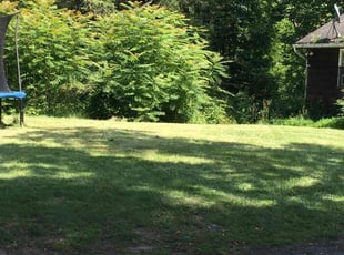 Kim A.'s turf care service result