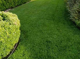 Tin T.'s lawn maintenance service result