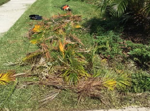 Carol-Beth S.'s Bush Trimming service result