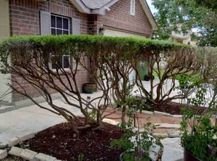 Stephen H.'s Bush Trimming service result