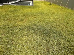 Tristen F.'s lawn care service result