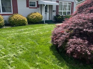 Raquel C.'s Long Grass Cleanup service result