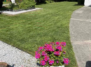 Jeff B.'s grass maintenance service result