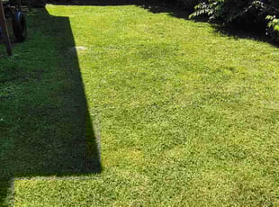Leesa G.'s turf care service result