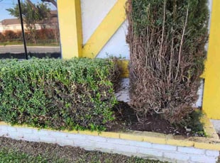 Holly L.'s Bush Trimming service result