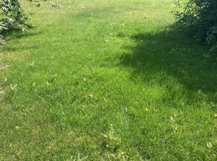 Melissa K.'s Leaf Removal service result