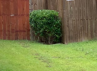 Nicole M.'s Bush Trimming service result