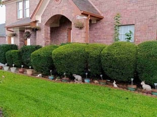 Arlene C.'s Bush Trimming service result