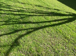 Brandon P.'s lawn care service result