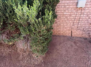 Jemila A.'s Bush Trimming service result