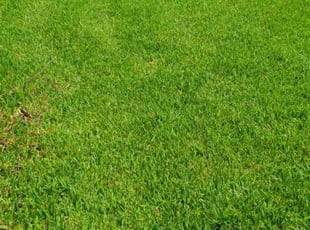 Sean B.'s lawn service service result