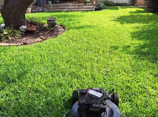Lillian L.'s turf care service result