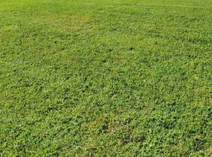 Crystal L.'s lawn care services service result